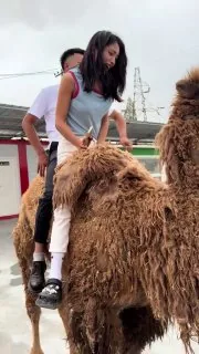 叫你骑骆驼？可不是骑马吖૮ ⚆⚆ა