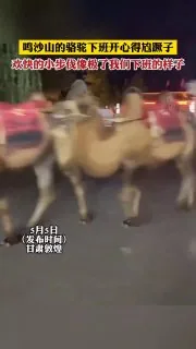 骆驼下班也开心