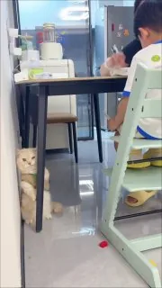 “猫都吓傻了”