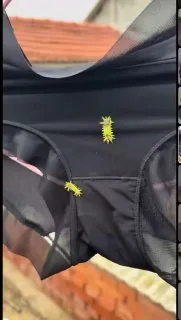 这内裤不能穿了 毛辣子