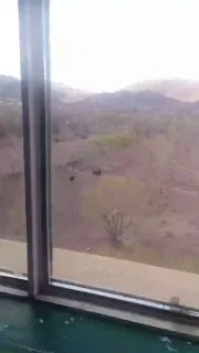 我操，牛被干啦，