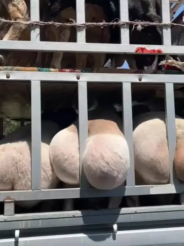 邪恶羊的由来